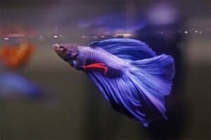 Betta for aquarium