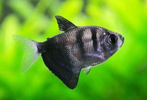 Black Skirt Tetra for aquarium