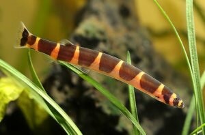 Kuhli Loach for aquarium