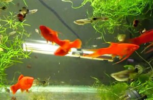 Swordtails for aquarium