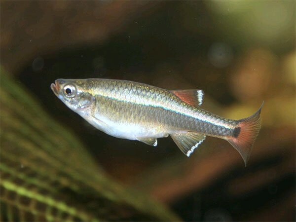 white cloud fish