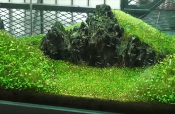 Takashi Amano's Gallery aquarium gardens