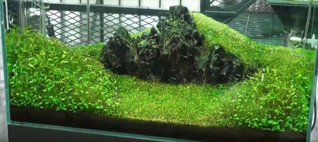 Takashi Amano's Gallery aquarium gardens