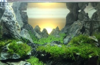 aquarium gardeners an d beautiful mountains