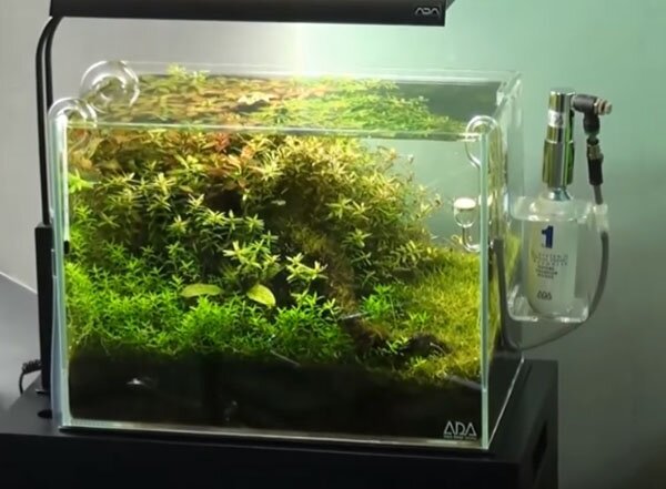 Takashi Amano's Gallery  aquarium gardens