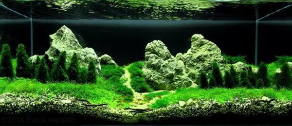 aquarium gardens for fishes 8