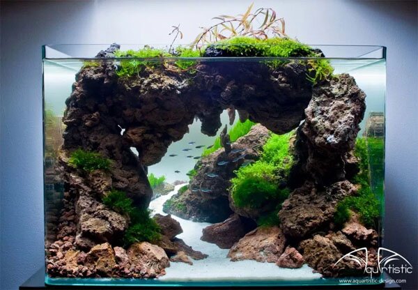 aquarium gardens for fishes 7