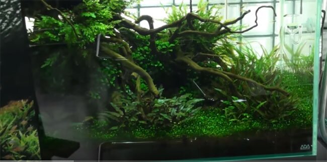 Takashi Amano's Gallery  aquarium gardens