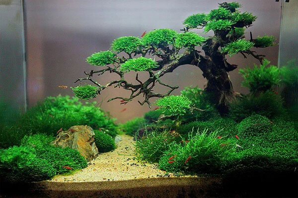 aquarium gardens for fishes 6