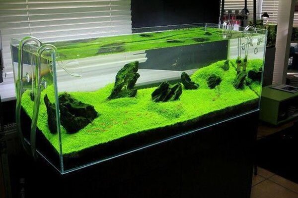 Takashi Amano's Gallery  aquarium gardens