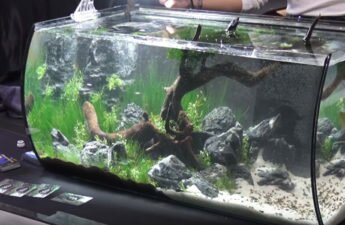 realistic forest in tank