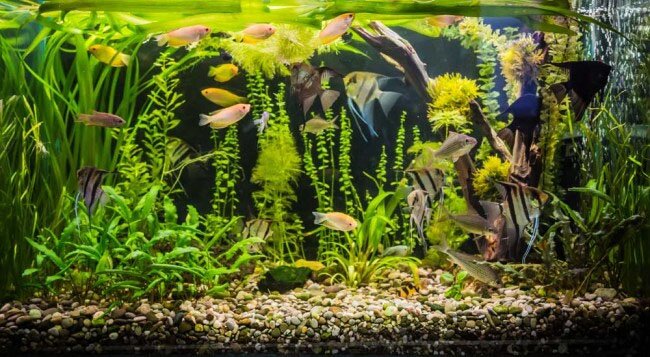 aquarium gardens for fishes 2