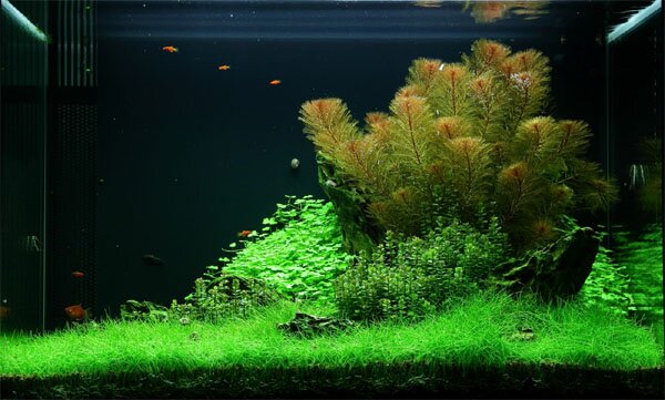 aquarium gardens for fishes 2